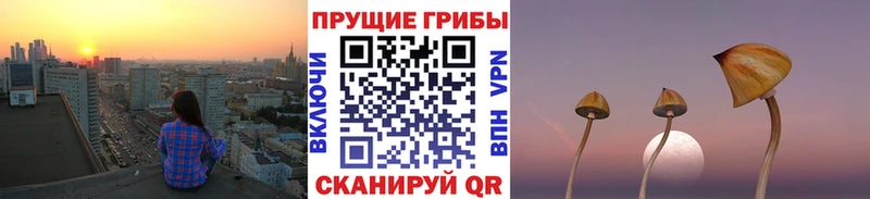 где продают   Калязин  Галлюциногенные грибы Cubensis 